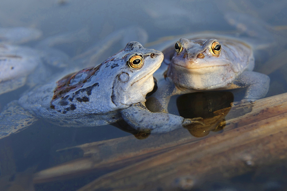 moor frog male moor frogs blue colored sitting in water of pond portrait mating behavior