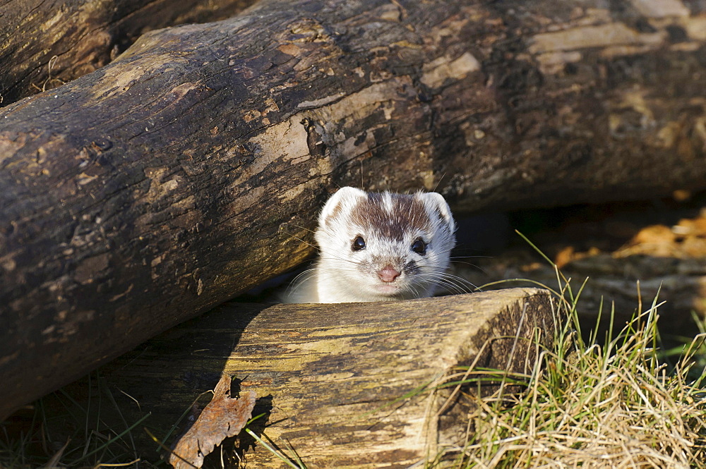 ermine or short-tailed weasel ermine with white fur winter coat looking out of cave portrait