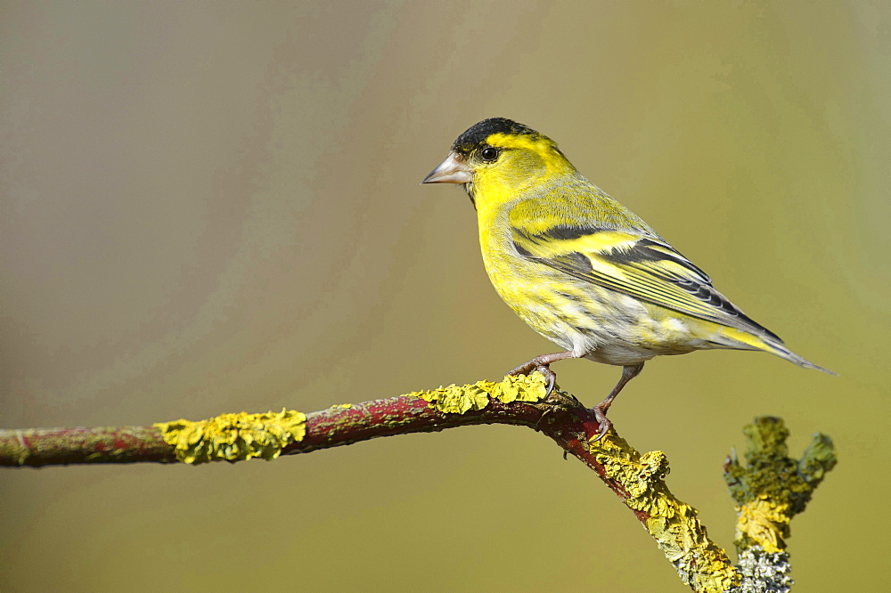 siskin siskin sitting on branch with lichens portrait