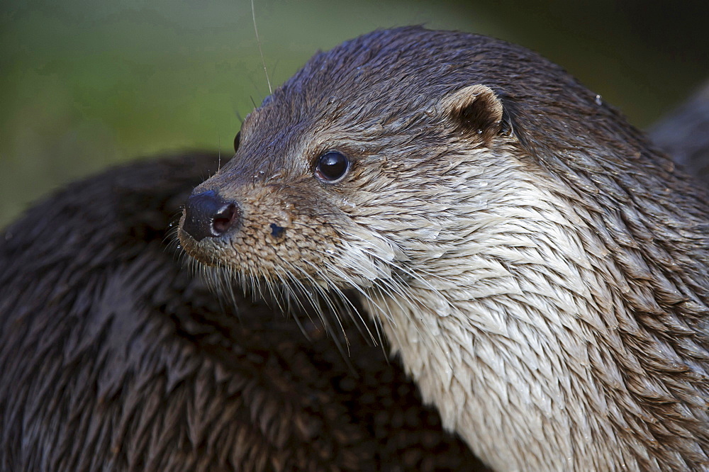 European otter European otter head portrait