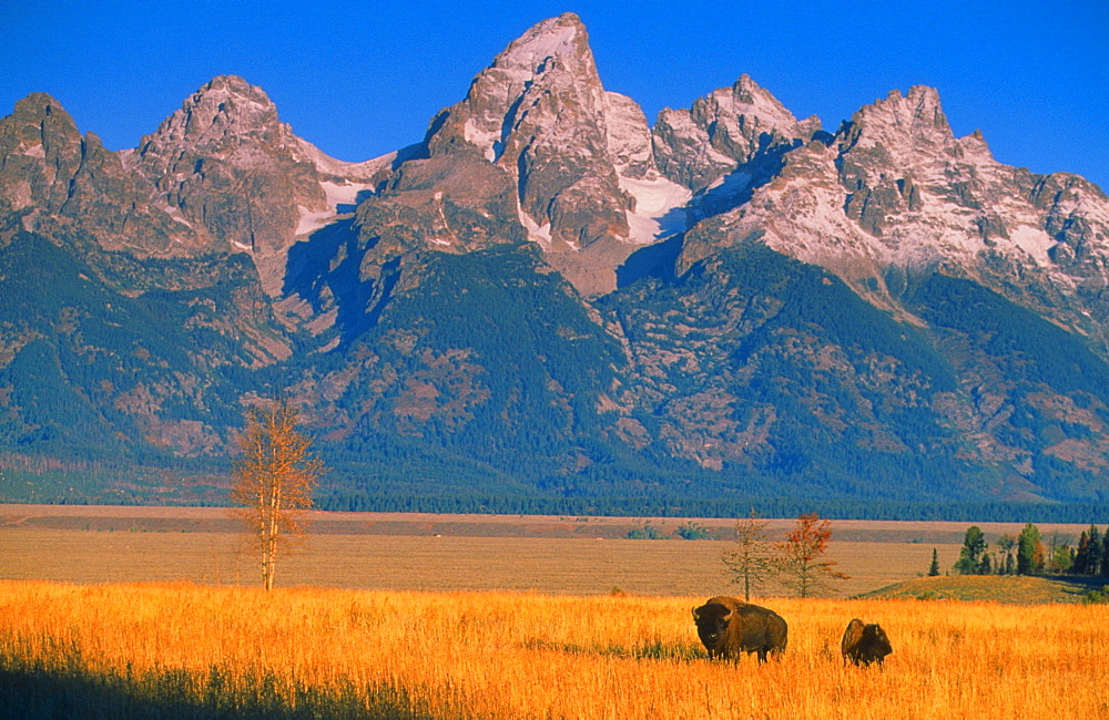 American bison or buffalo bison