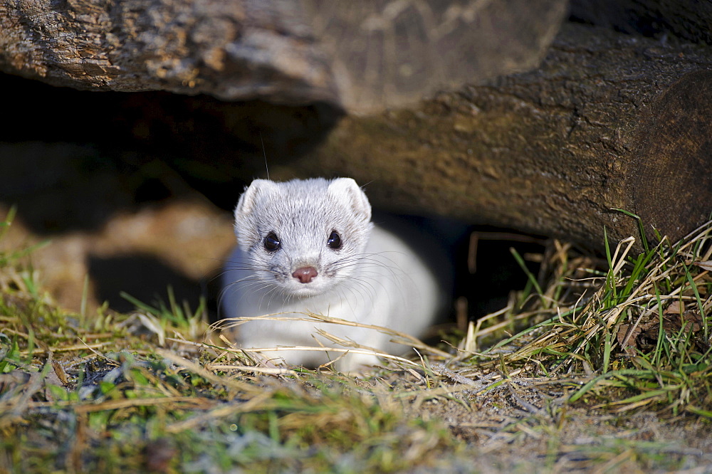 ermine or short-tailed weasel ermine with white fur winter coat looking out of cave portrait