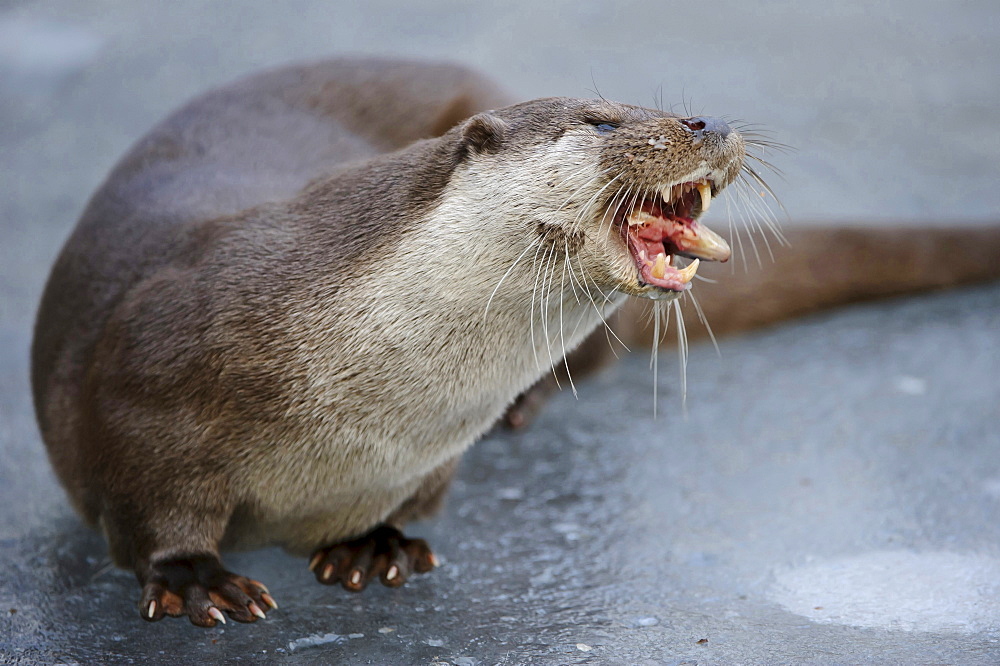 European otter European otter standing on ice eating prey fish portrait