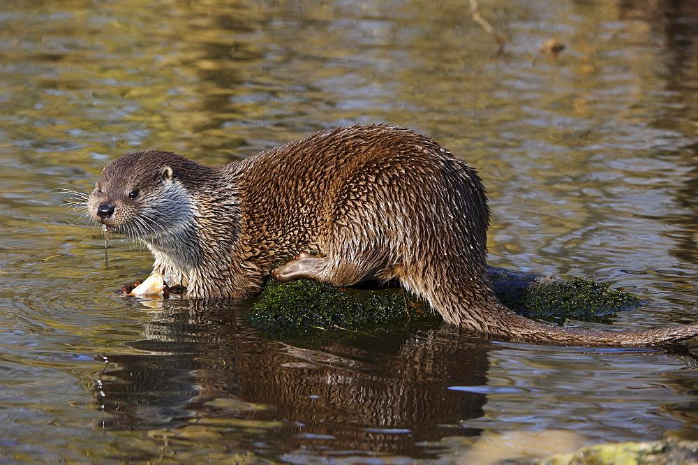 European otter European otter in water eating prey portrait