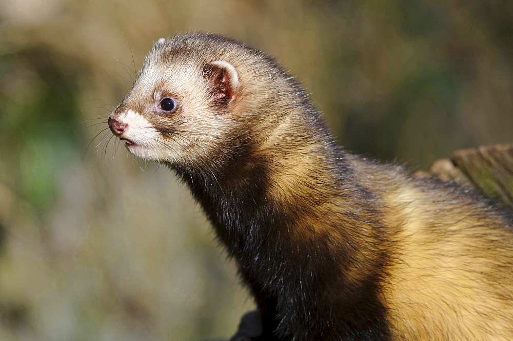 European polecat European polecat head portrait