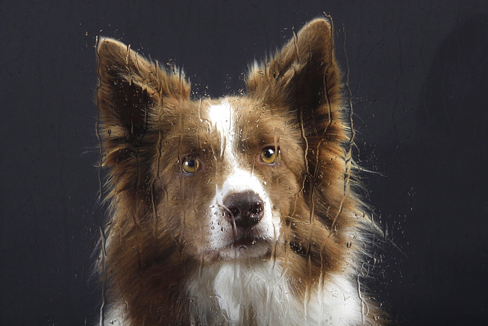 border collie border collie sitting behind glass plate with water drops head portrait symbol rain