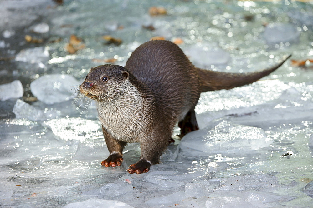 European otter European otter standing on ice portrait front view