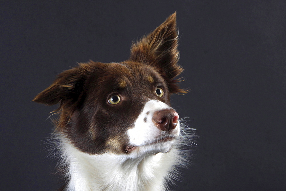 border collie border collie sitting looking alert head portrait