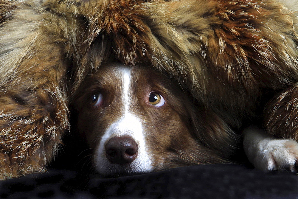 border collie border collie lying hidden under fur head portrait close up view funny image