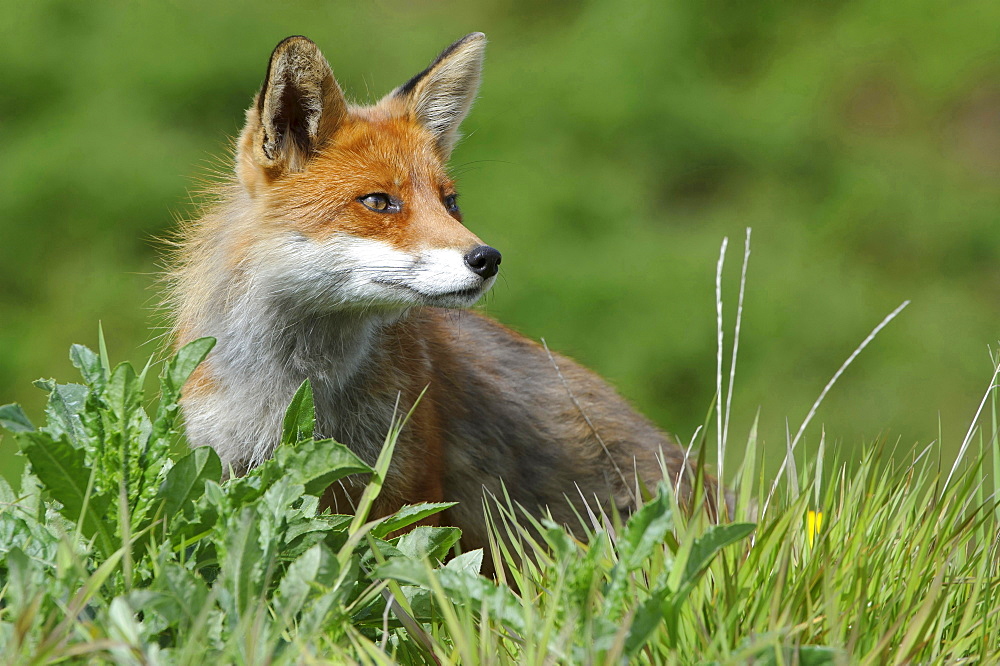 red fox or European fox red fox sitting on meadow head portrait