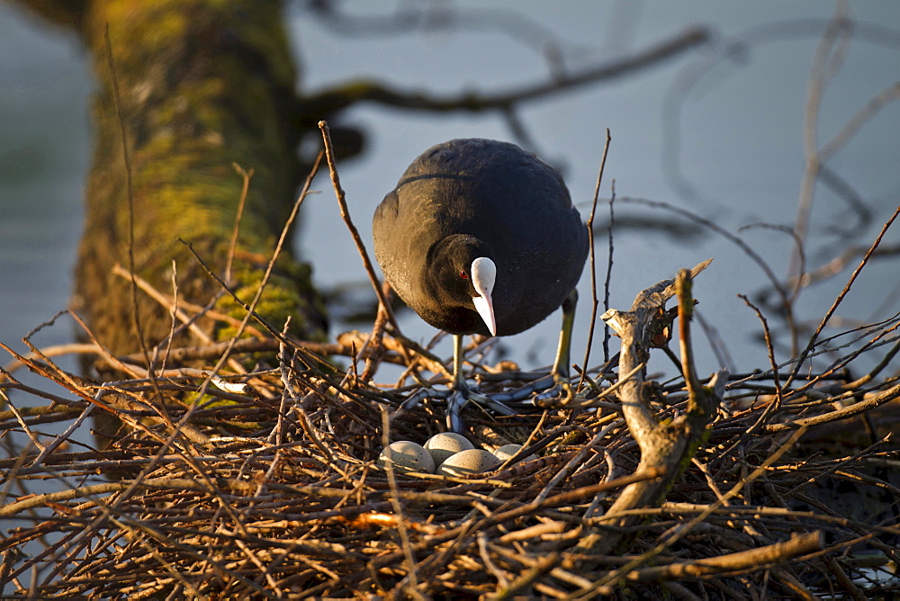 European coot European coot on nest portrait