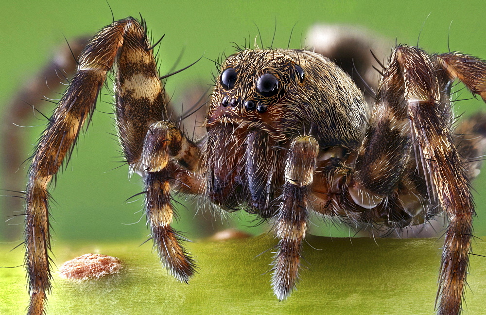 wolf spider spider Germany Europe