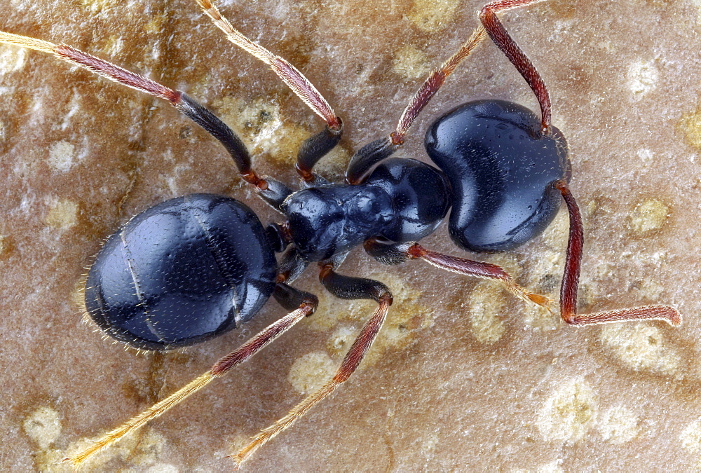 carpenter ant ant top shot Germany Europe