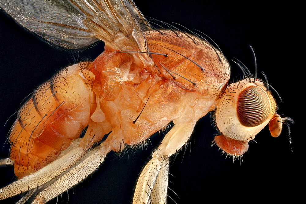 dryomyzid fly fly lateral shot