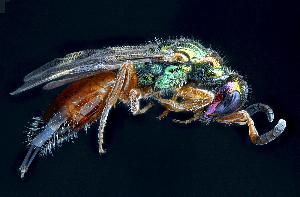 cuckoo wasp Germany Europe