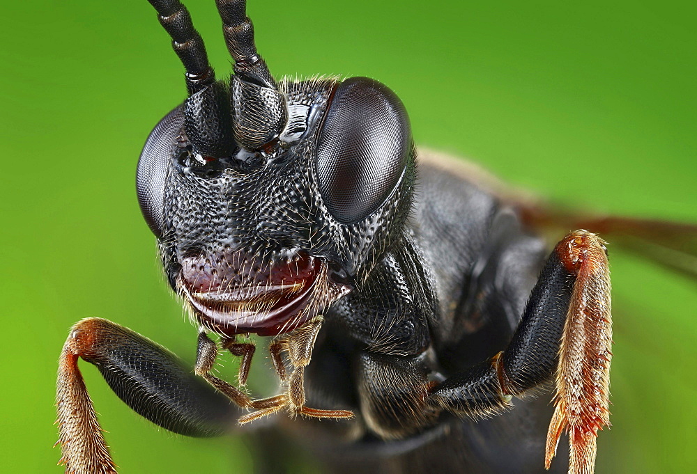 ichneumon wasp portrait Germany Europe