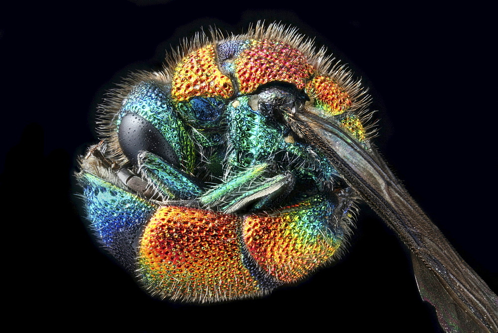 cuckoo wasp defensive stance Germany Europe