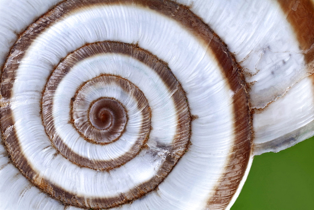 Eastern heath snail snail shell Germany Europe