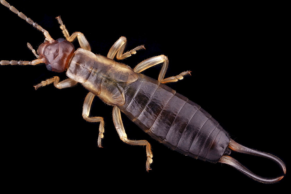 hop-garden earwig or short-winged earwig top view Germany Europe