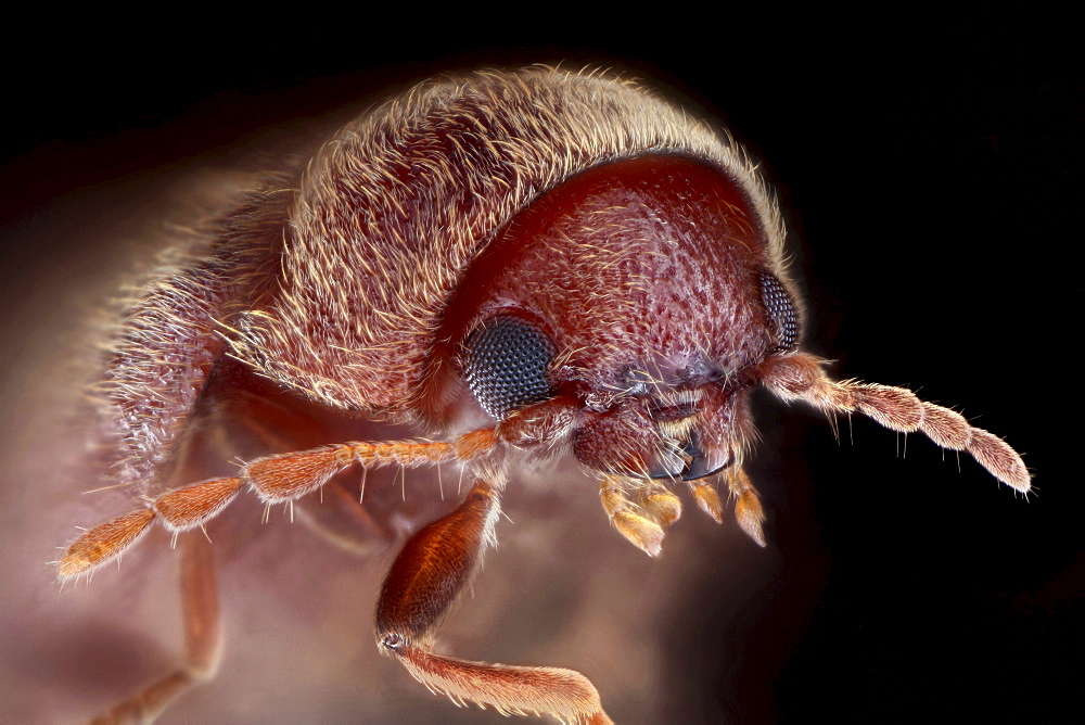 drugstore beetle or bread beetle or biscuit beetle portrait Germany Europe