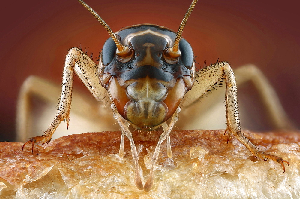 house-cricket on bread Germany Europe