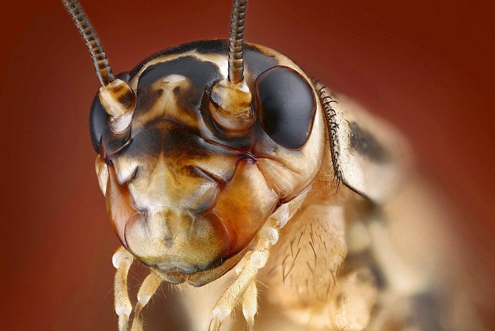 house-cricket house-cricket portrait Germany Europe