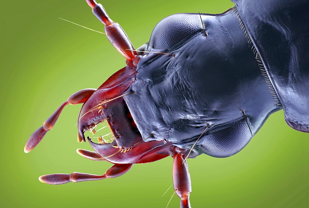 carabid ground beetle dorsal view