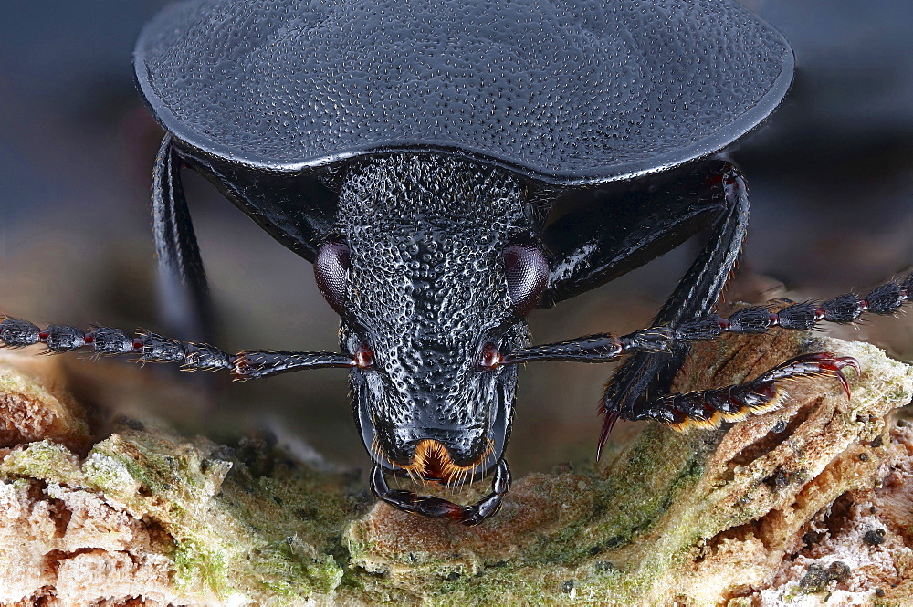 carrion beetle head portrait