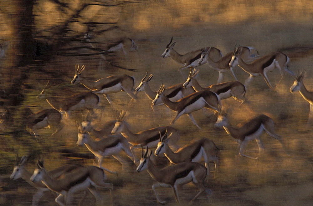 springbok springbuck springboks running