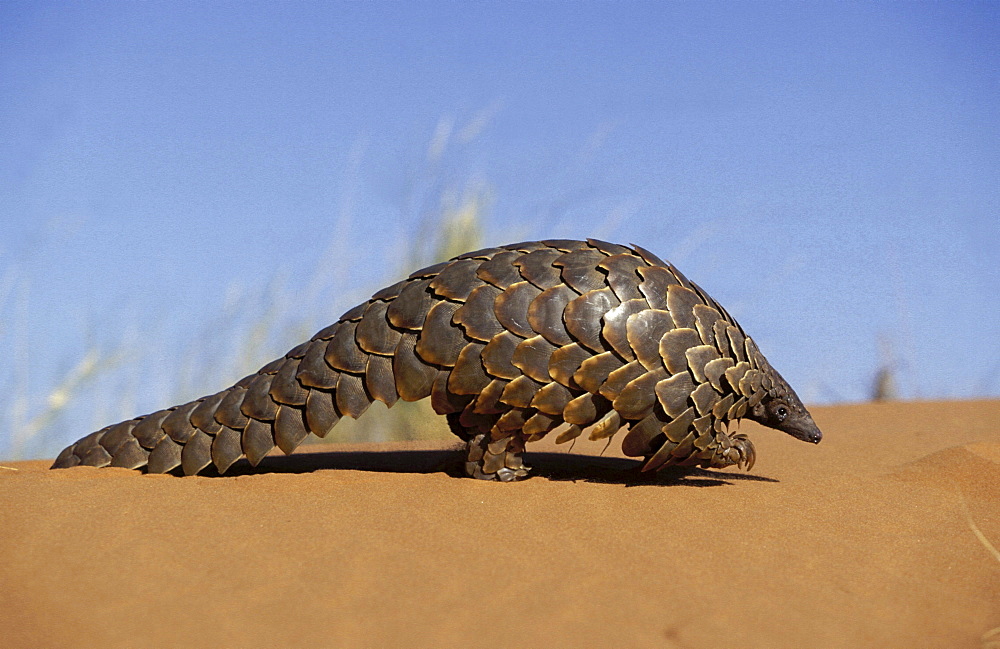 Cape pangolin