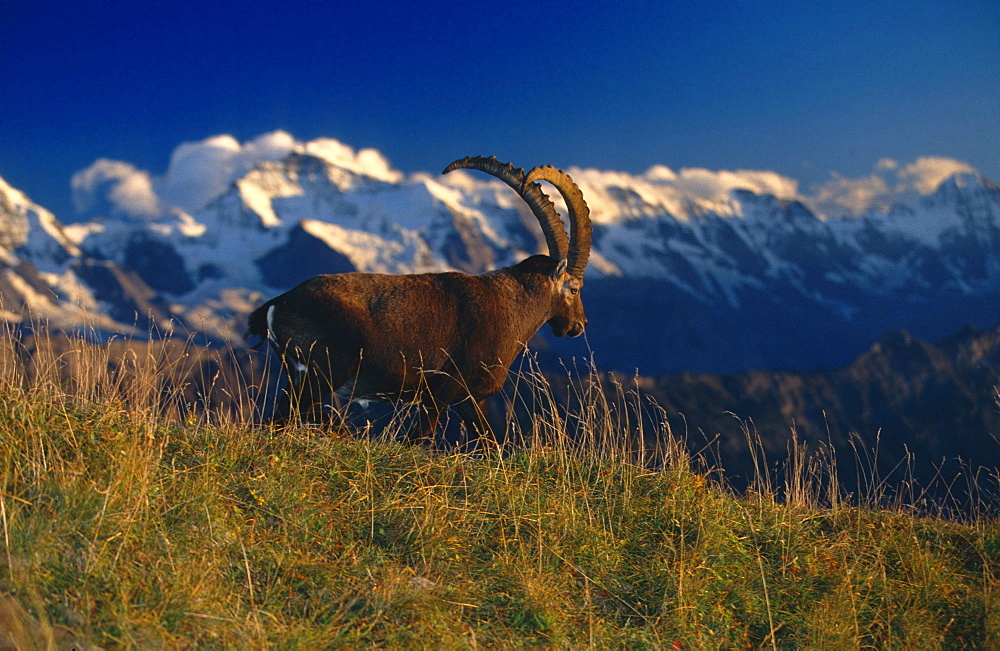 Alpine ibex