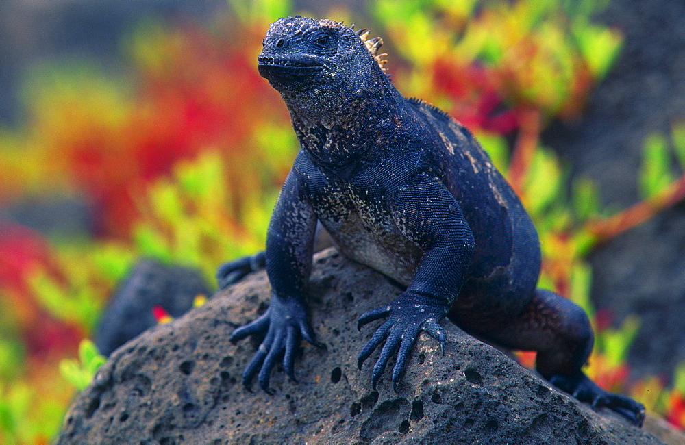 marine iguana lizard resting on dark porous lava rock propped up on front legs vegetation in background frontal view of one animal only outdoors horizontal format Galapagos Islands Ecuador South America Americas