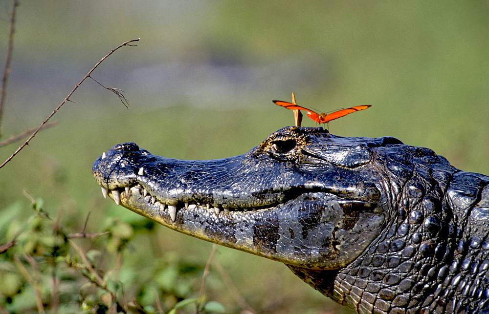 yacare caiman julia heliconian butterflies sitting on crocodiles head