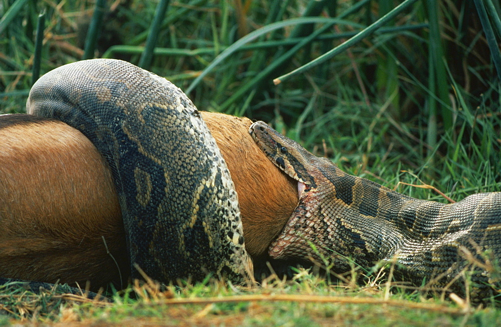 rock python python feeding upon prey Thomson's gazelle Amboseli Kenya Afrika