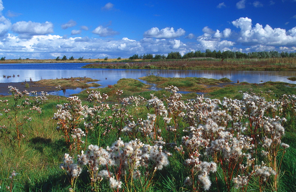 sea aster