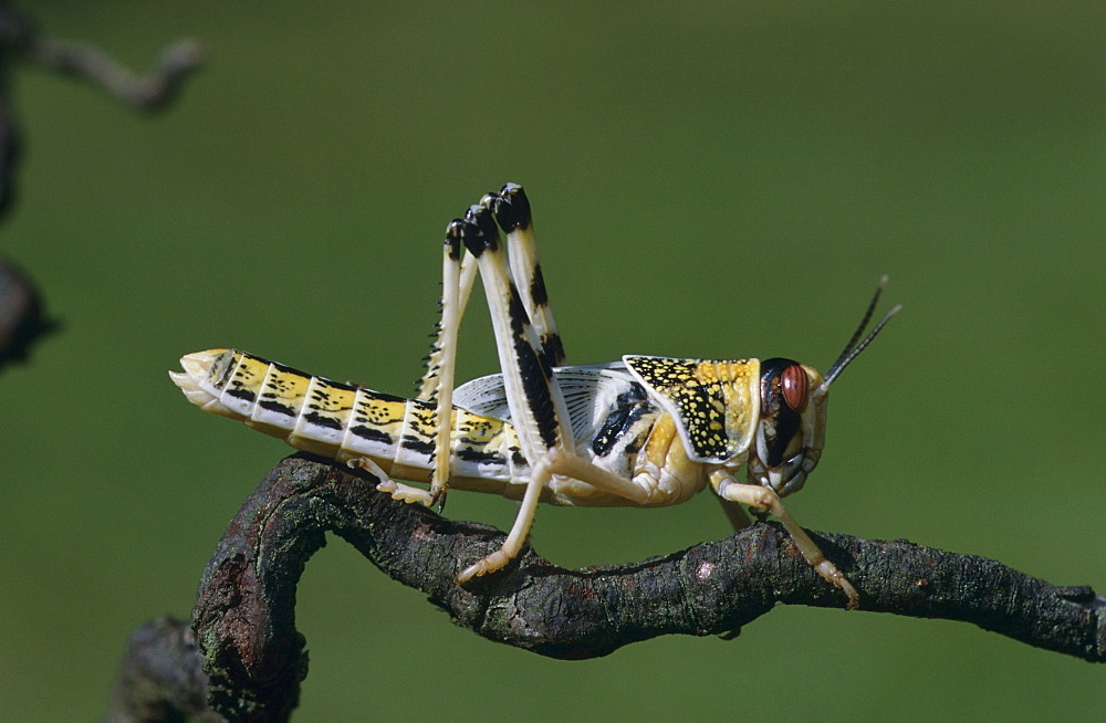 desert locust