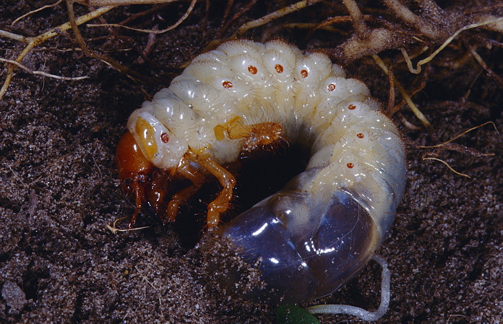 cockchafer or may bug may beetle or may bug cockchafer larva