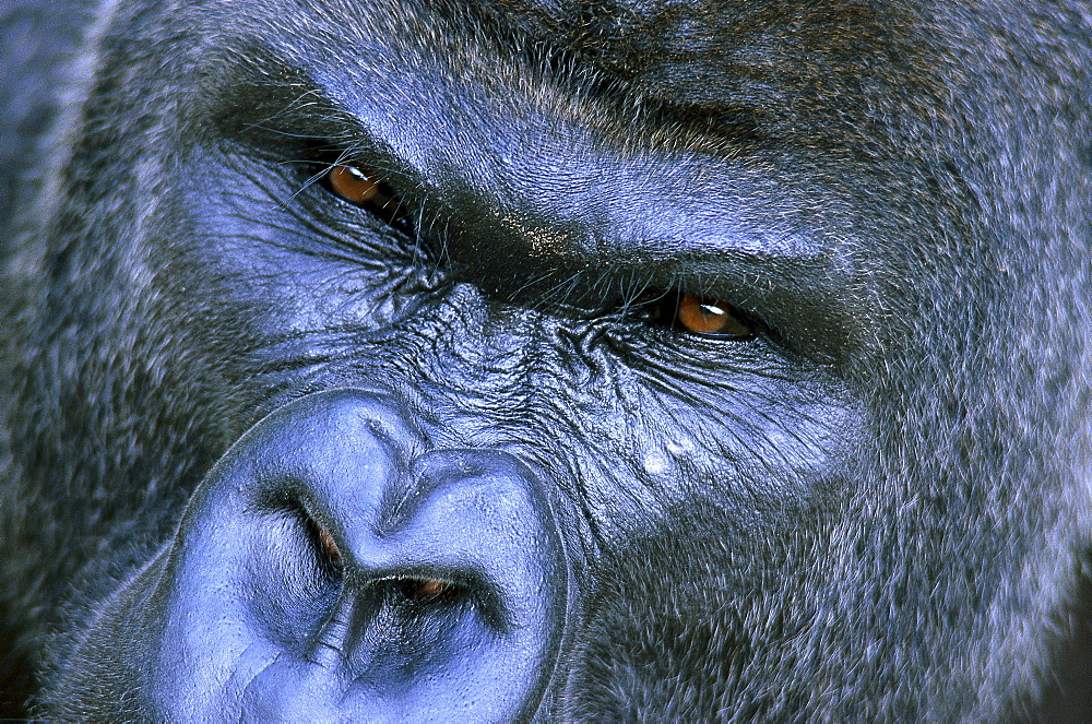 gorilla Western lowland gorilla lowland gorilla close-up of gorilla with intense glare scowl