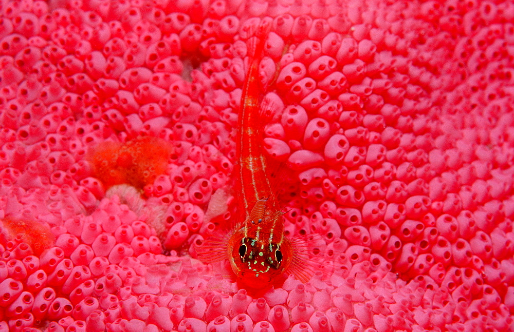 striped triplefin triplefin with parasitic crustacean on back camouflaged on sponge underwater Komodo Island Indonesia Indian Ocean Asia (Helcogramma striata)