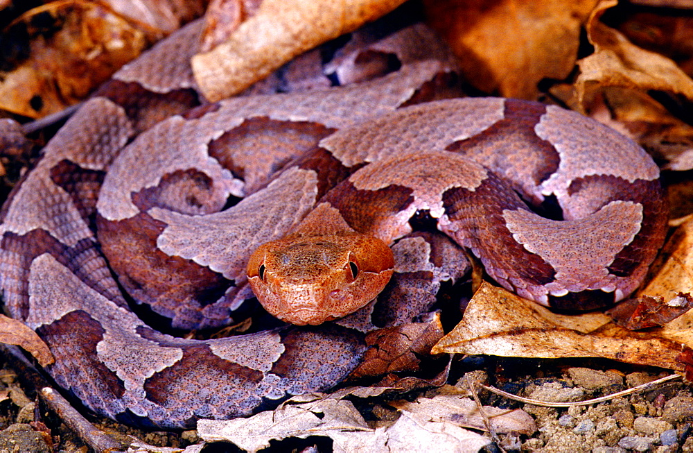 Northern copperhead venomous snake camouflaged among leaf litter USA North America (Agkistrodon contortrix mokasen)