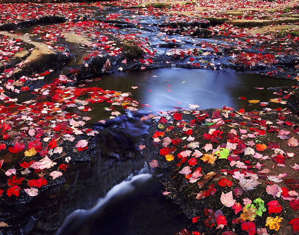 leaf covered stream above Laurel Falls Cumberland State Park TN USA