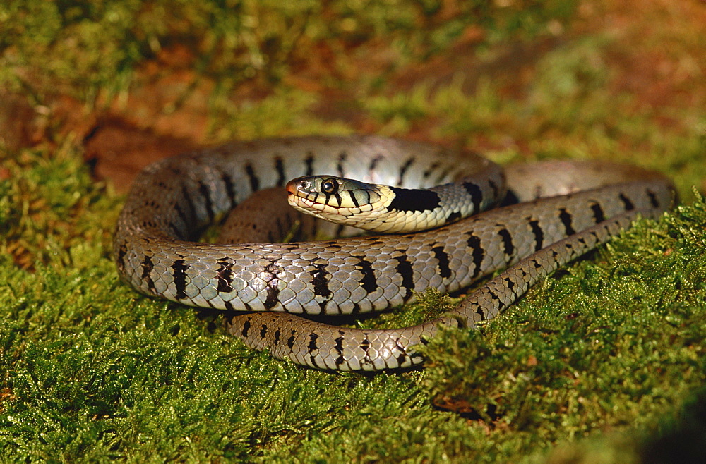 ringed snake or grass snake ringed snake European water snake grass snake lying on moss