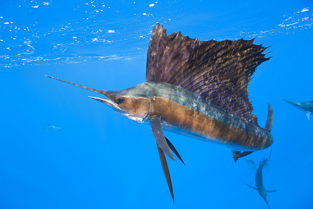 Atlantic sailfish Atlantic sailfish hunting prey portrait Mexico (Istiophorus albicans)