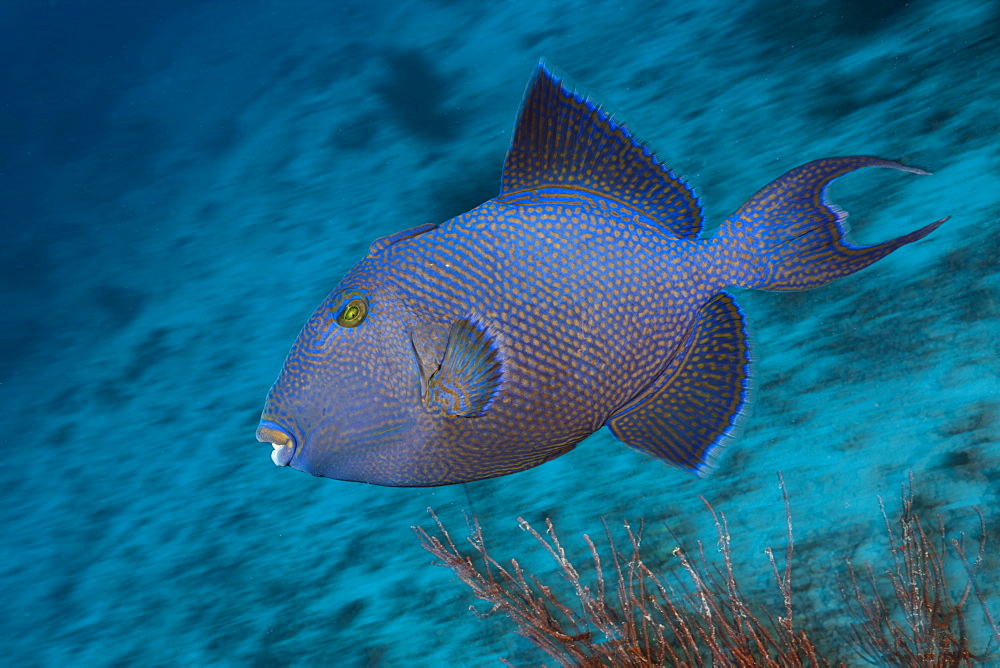 blue trigger fish blue trigger fish swimming portrait (Pseudobalistes fuscus)