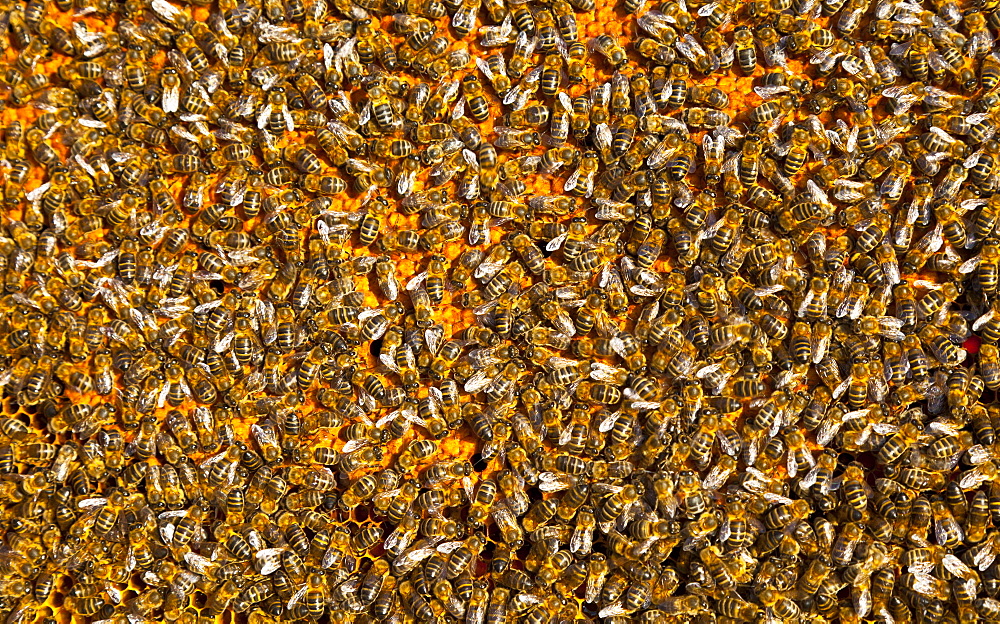 honey bee many bees honeybees on honeycomb close-up horizontal format Extremadura Spain Europe (Apis mellifera)