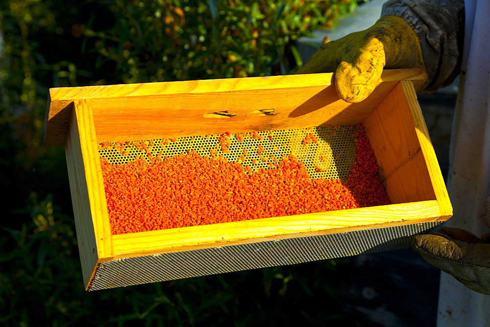 honey bee beekeeper with protective glove holding wax bees wax beeswax collected from honeycomb outdoors horizontal format Extremadura Spain Europe (Apis mellifera)