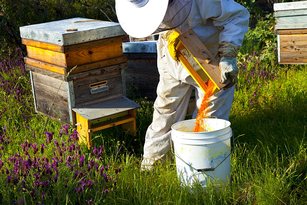 honey bee beekeeper in protective clothing collecting wax bees wax beeswax from honeycomb individual outdoors horizontal format Extremadura Spain Europe (Apis mellifera)