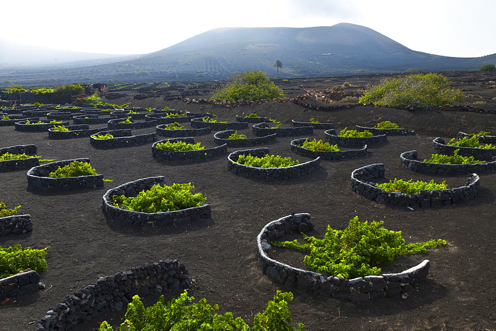 grape vine vine Malvasia grapes vineyard plants growing on volcanic soil outdoors La Geria Isla Lanzarote Province Las Palmas Canary Islands Spain Europe (Vitis vinifera)