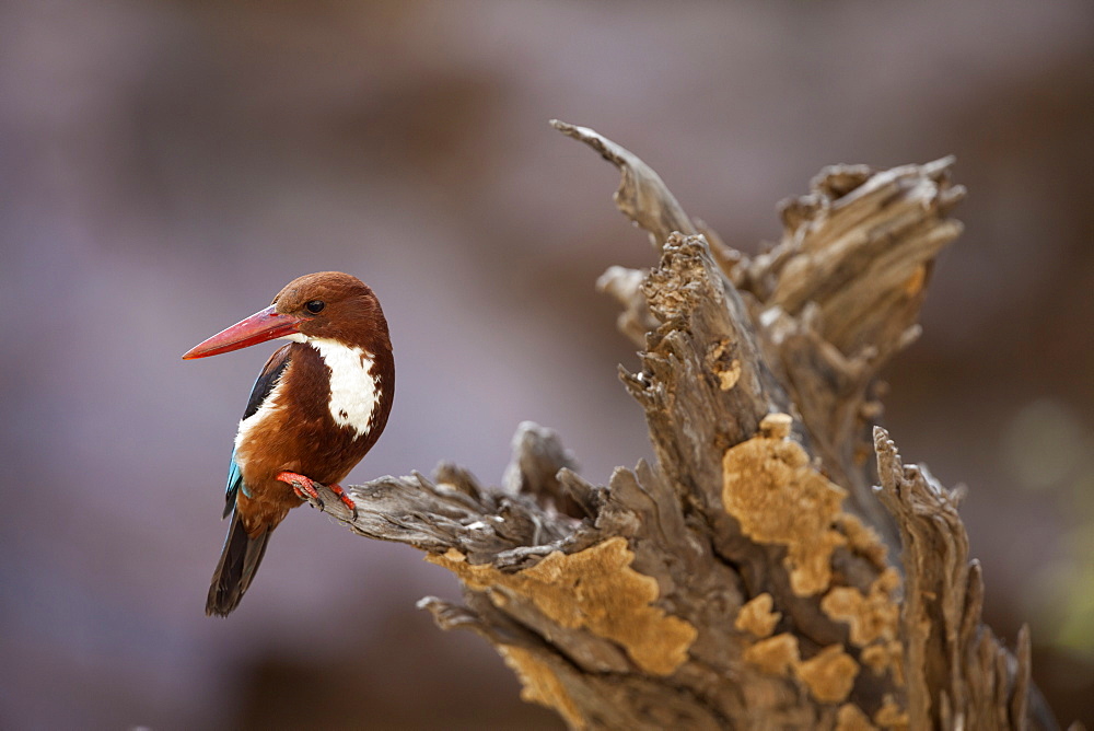 white-breasted kingfisher kingfisher sits on dead tree Ranthambore National Park Rajasthan India Asia (Halcyon smyrnensis)