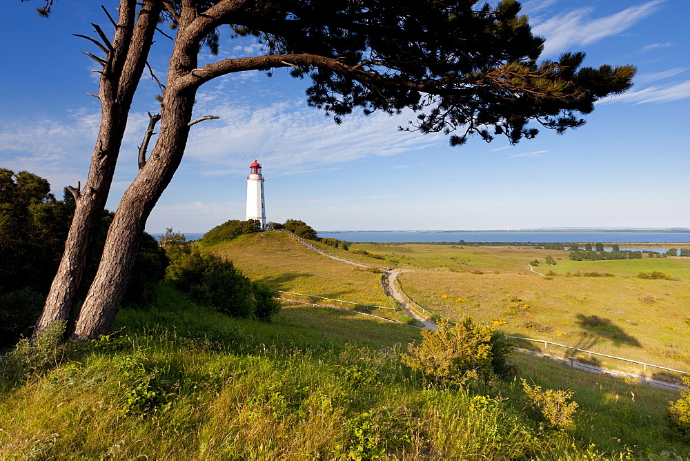 landscape with tree coast lighthouse Hiddensee Mecklenburg-Western Pomerania